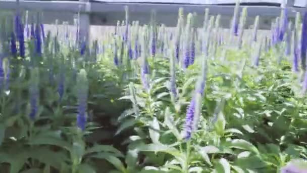 Plantas Invernadero Centro Del Jardín — Vídeo de stock