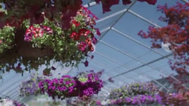 Plantas Invernadero Centro Del Jardín — Vídeos de Stock