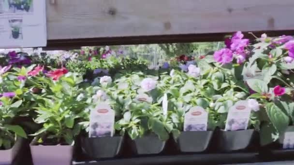 Planten Groene Huis Bij Tuincentrum — Stockvideo