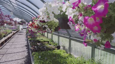 Sera Bahçe Merkezi bitkilerde.