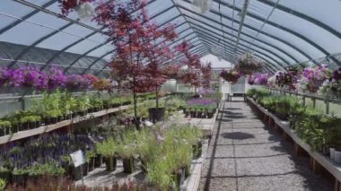 Sera Bahçe Merkezi bitkilerde.