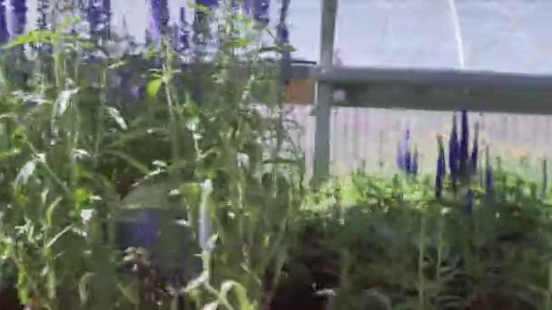 Planten Groene Huis Bij Tuincentrum — Stockvideo
