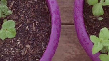 Arka verandada otlar ile pota dikim