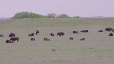 Onun kayalık dağ Arsenal Milli Yaban hayatı Sığınağı, Colorado buffalo