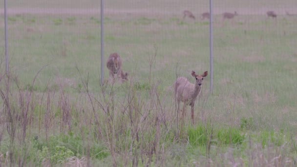 Small Herd Deer Green Field — Stock Video