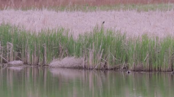 Kleine Vögel Fliegen Über Den Teich — Stockvideo