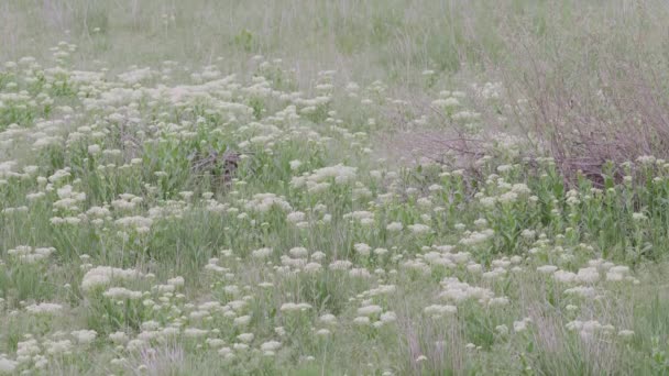 Vita Vilda Blommor Fältet Skogen — Stockvideo