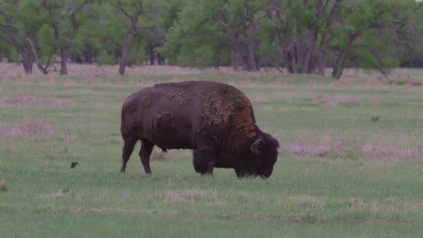 Buffalo Hennes Rocky Mountain Arsenal National Wildlife Refuge Colorado — Stockvideo