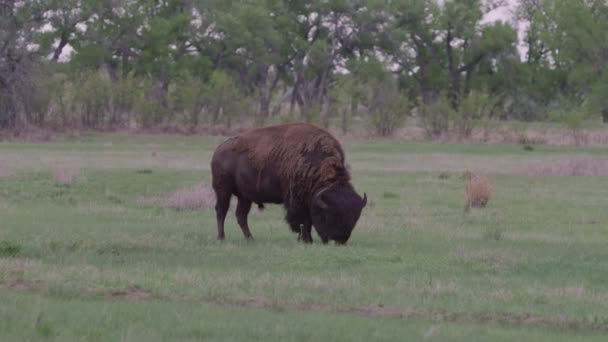 Buffalo Jej Rocky Mountain Arsenal National Wildlife Refuge Colorado — Wideo stockowe