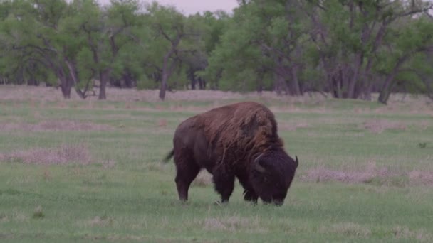 Büffel Ihr Bei Felsigen Berg Arsenal National Wildlife Refugium Colorado — Stockvideo