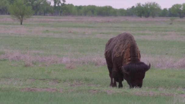 Buffalo Jej Rocky Mountain Arsenal National Wildlife Refuge Colorado — Wideo stockowe