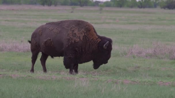 Búfalo Suyo Rocky Mountain Arsenal National Wildlife Refuge Colorado — Vídeos de Stock