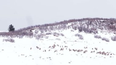 Geyik sürüsü kış manzara Colorado içinde.