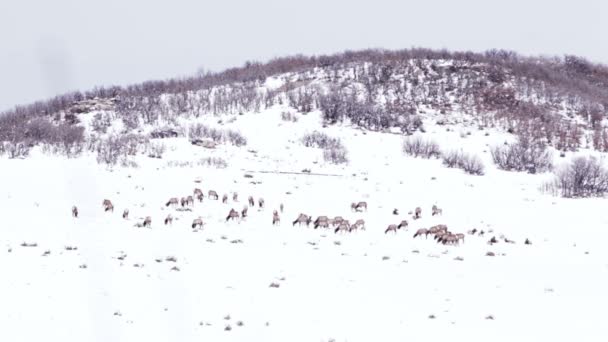 Rebanho Alce Paisagem Inverno Colorado — Vídeo de Stock