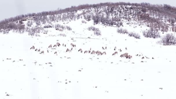 Troupeau Wapitis Dans Paysage Hivernal Colorado — Video