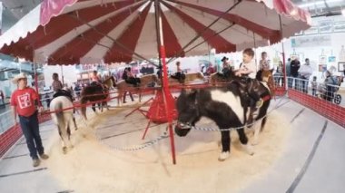 Sevişme hayvanat bahçesinde Batı stok Show