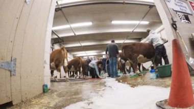 Sevişme hayvanat bahçesinde Batı stok Show