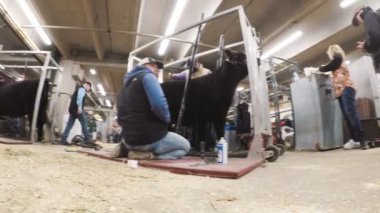 Sevişme hayvanat bahçesinde Batı stok Show