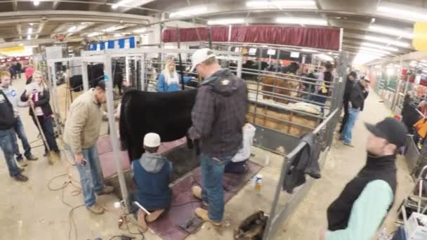 Zoológico de mascotas en el Western Stock Show — Vídeo de stock