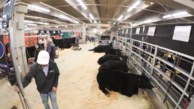 Sevişme hayvanat bahçesinde Batı stok Show