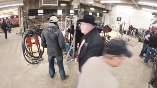 Zoológico de mascotas en el Western Stock Show — Vídeos de Stock