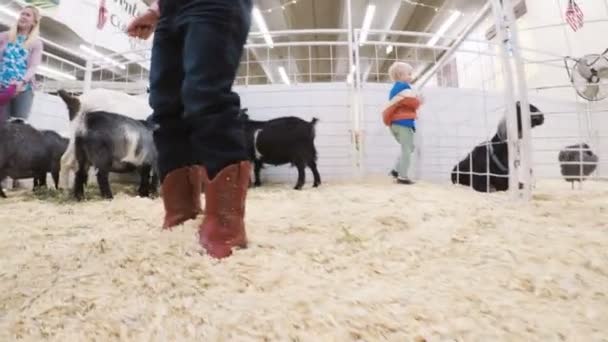 Petting zoo al Western Stock Show — Video Stock