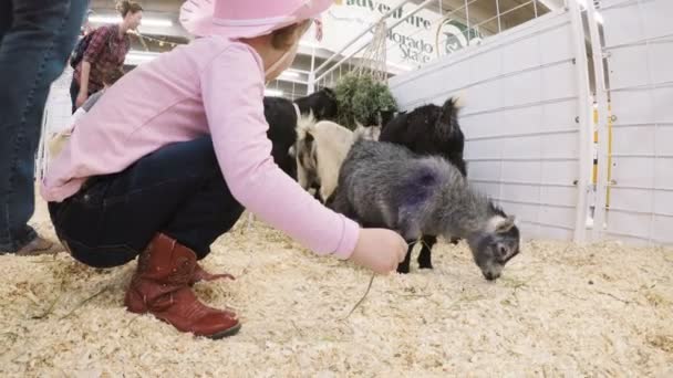 Zoológico de animais de estimação na Western Stock Show — Vídeo de Stock