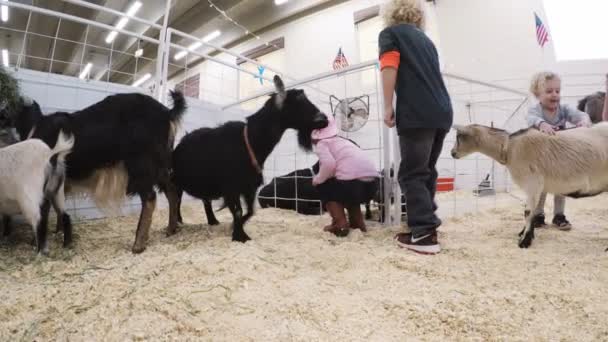 Zoológico de animais de estimação na Western Stock Show — Vídeo de Stock