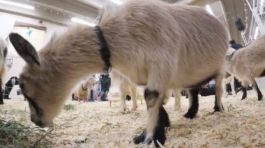 Sevişme hayvanat bahçesinde Batı stok Show