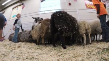 Sevişme hayvanat bahçesinde Batı stok Show