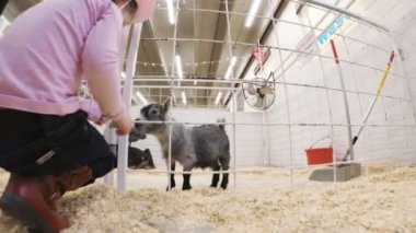 Sevişme hayvanat bahçesinde Batı stok Show