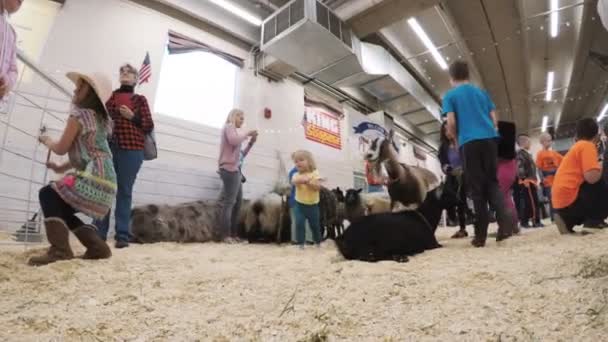 Streichelzoo bei der Western Stock Show — Stockvideo