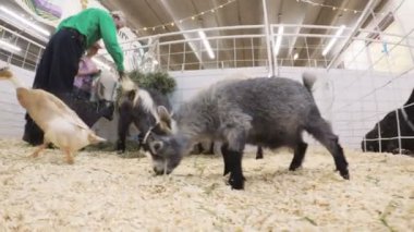 Sevişme hayvanat bahçesinde Batı stok Show