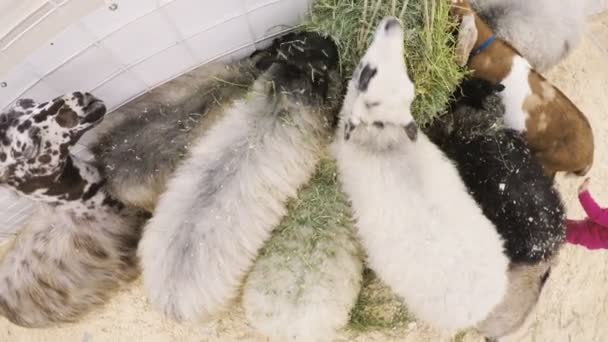 Zoo pour animaux domestiques au Western Stock Show — Video