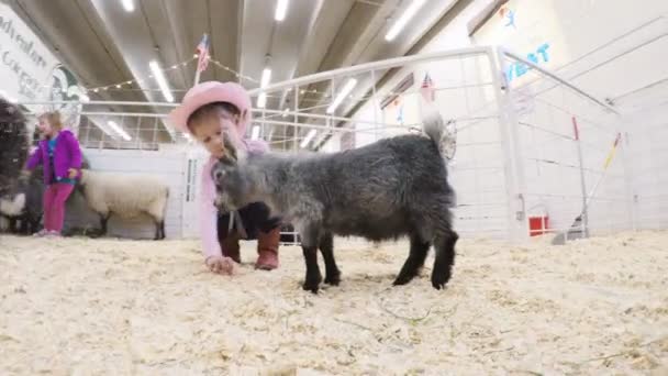 Petting zoo на Western Stock Show — стоковое видео
