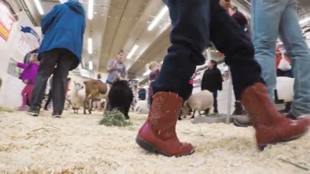 Petting zoo на Western Stock Show — стоковое видео