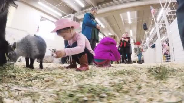 Djurpark på Western lager Show — Stockvideo