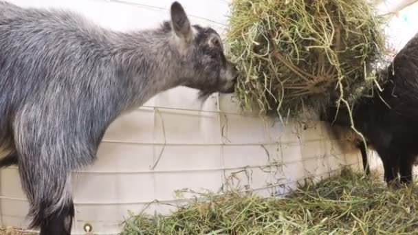 Kinderboerderij op de Western Stock Show — Stockvideo