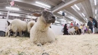 Sevişme hayvanat bahçesinde Batı stok Show