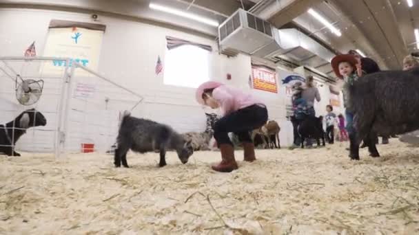 Streichelzoo bei der Western Stock Show — Stockvideo