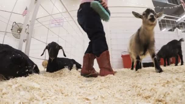 Petting zoo на Western Stock Show — стоковое видео