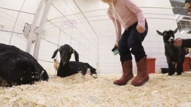 Petting zoo на Western Stock Show — стоковое видео