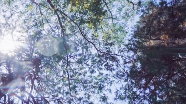 Yaz aylarında kentsel park içinde yaprak dökmeyen ağaç gölgelik.