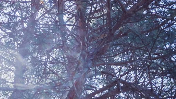 Canopy Evergreen Tree Urban Park Summer — Stock Photo, Image