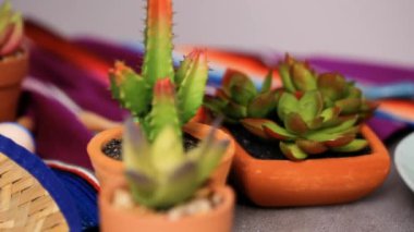 Elote plaka hizmet üzerinde taze kişniş ile süslenmiş Meksika Mısır