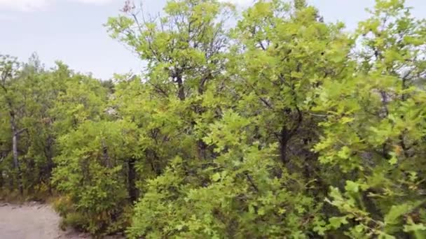 Pieszych Jesieni Park Stanowy Kanion Castlewood — Wideo stockowe