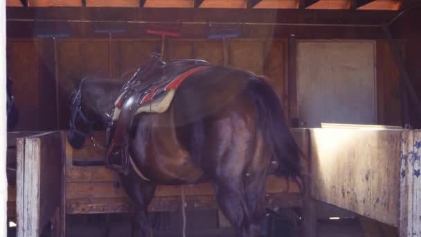 Zpomalený Pohyb Koně Odpočívá Stopě Jezdit Stájích — Stock video