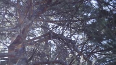 Ağır çekim. Emoji temalı küçük çocuk Doğum günü partisi kentsel park