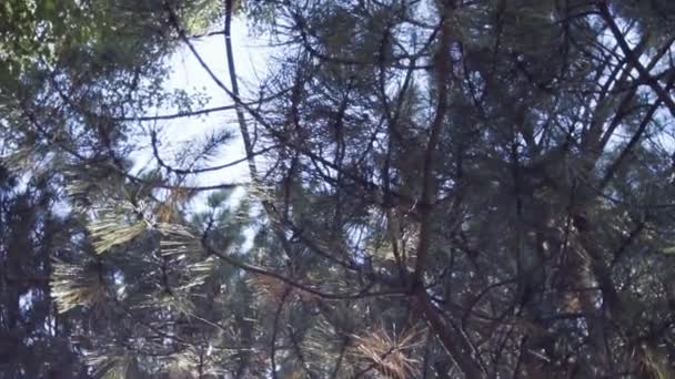 Cámara Lenta Canopy Árbol Siempreverde Parque Urbano Verano — Vídeos de Stock