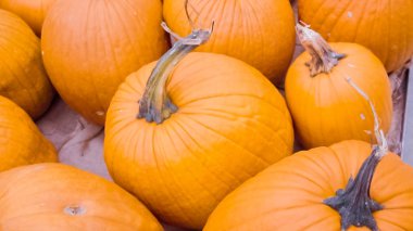 Halloween süslemeleri için Turuncu kabak.